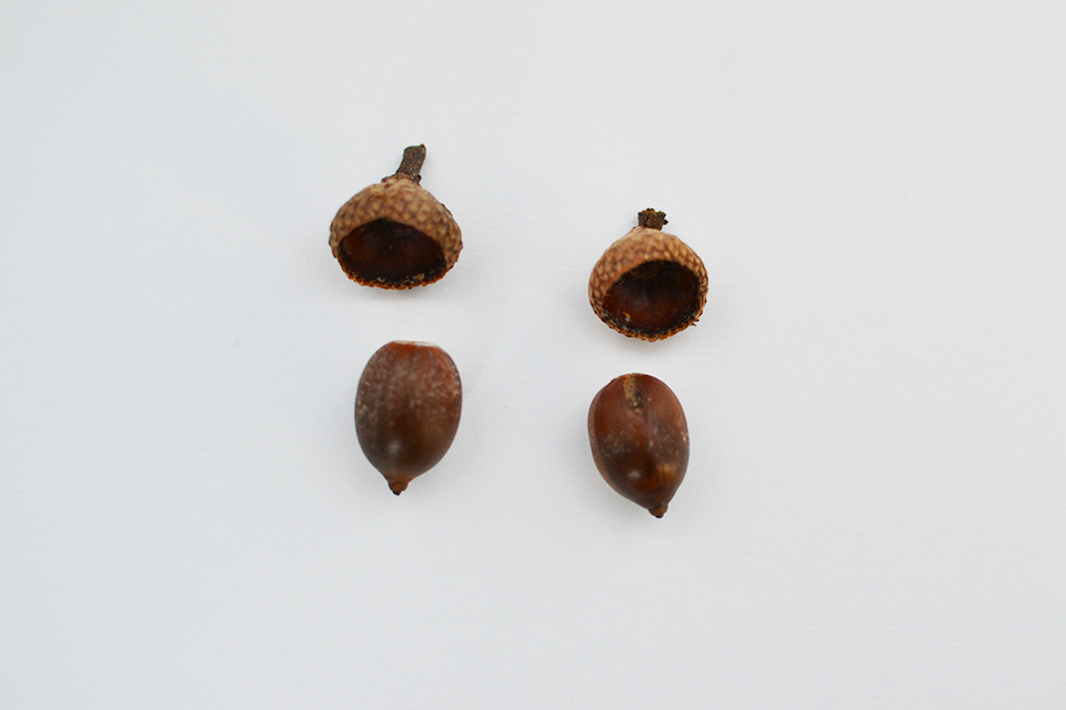 DIY Acorn Place Cards DIY Acorn Place Cards